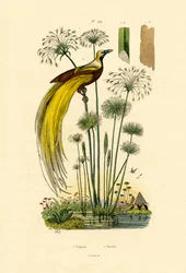 Papyrus